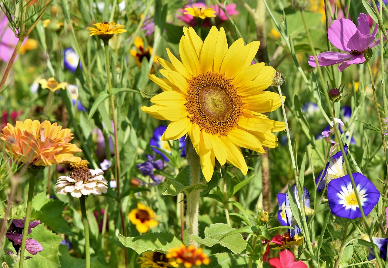 sunflower, flowers, flower bed, flower wallpaper, flower meadow, petals, beautiful flowers, bloom, bright, wild flowers, wildflowers, garden flowers, colorful, plant, meadow, flower background, nature, flora, garden